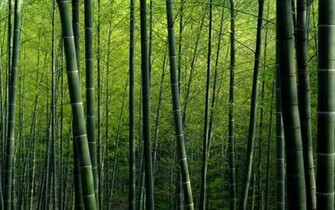 Wallpaper Bamboo Border Fever Leaf