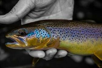 Brown Trout Wallpaper