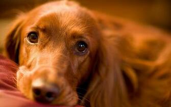 Lassie HD Wallpaper Background Image Id