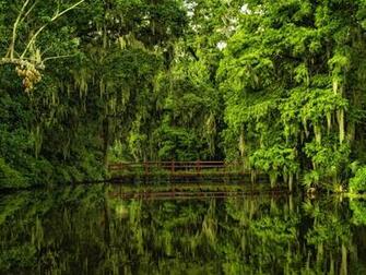 Magnolia Plantation And Gardens In Charleston South Carolina Amo