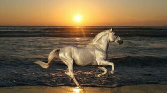 Wallpaper Added On Category Horse S Tags