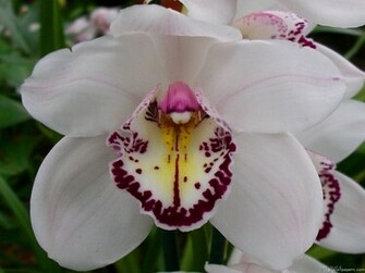 White Orchid Wallpaper