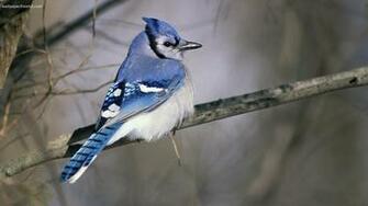 Blue Bird Wallpaper