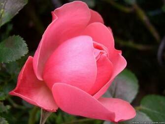 Desktop Wallpaper Flowers Gardens Background Pink Rose