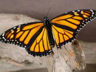 Nature Butterfly Wallpaper