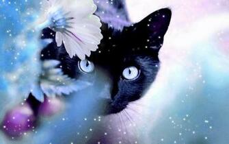 Cats Image Beautiful Cat HD Wallpaper And Background Photos