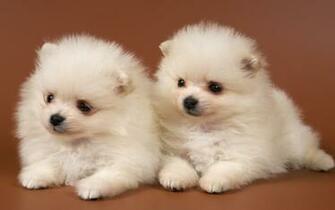 Cute Puppy Wallpaper For Desktop Mobile Background