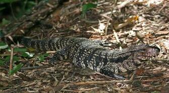 Argentine Giant Tegu HD Wallpaper Background