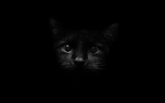 Scary Black Cat Background Halloween Wal Wallpaper