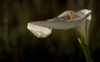 Calla Lily Wallpaper