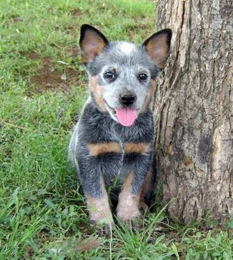 Australian Cattle Dog Puppy Photo And Wallpaper Beautiful
