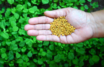 Hand Full Of Fenugreek Wallpaper