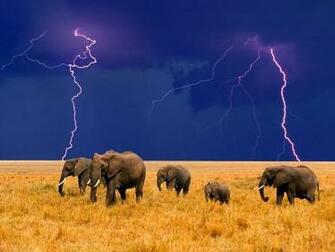 Elephants In An Approaching Storm Screensaver Screensavers