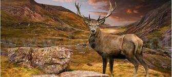 Stag Glen Background Mug The Tartan