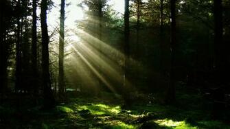 Earth Forest Wallpaper