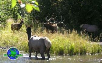 Bull Elk Calling Cows Desktop Wallpaper Are Available In Standard And