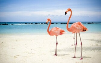 Flamingo Wallpaper Jpg