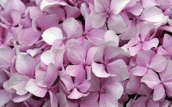 Hydrangea Wallpaper Flower