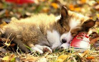 Corgi Wallpaper