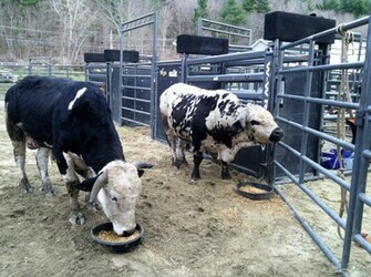 Wallpaper For Pbr Bulls