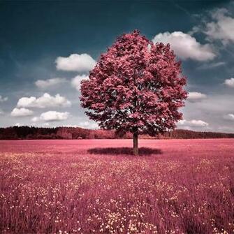 Spring Wallpaper For iPad Mini