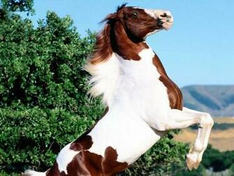 Best Horse Wallpaper Hq Nature