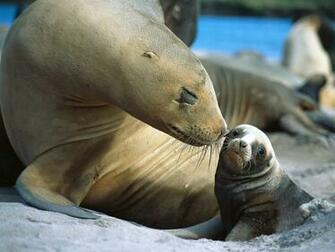 Cell Phone Wallpaper Seal With Little