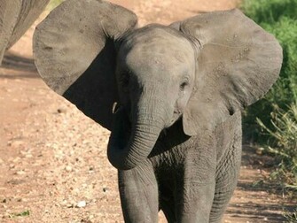 Imageci Baby Elephant Pictures HD Wallpaper Html