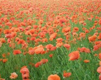 Orange Poppy Field Desktop Pc And Mac Wallpaper
