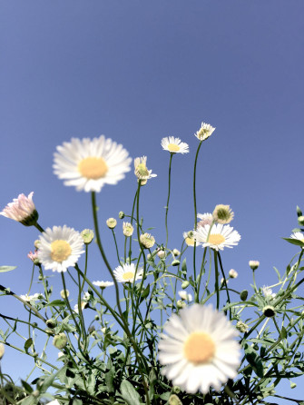 Wallpaper Aesthetic Daisy References