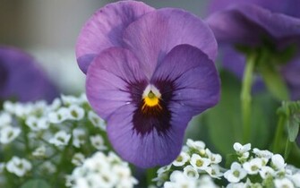 Purple Pansy Wallpaper