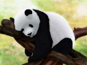 Baby Panda Wallpaper