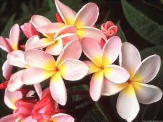 Wallpaper Flowers Gardens Background Hawaiian Plumeria