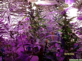 Purple Kush Wallpaper Gum And Are In