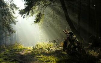 Forest Wallpaper HD Imagebank Biz