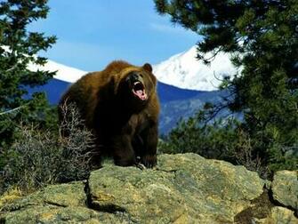 Wallpaper Grizzly Bear Photos And Walls