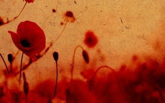 Flowers Poppy Wallpaper