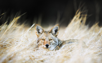 Coyote HD Wallpaper