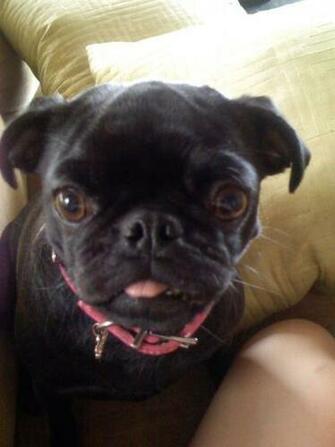 Image Caption Pugs Are The Best Dogs In World So If You