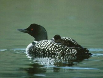 Common Loon Pictures Wallpaper Of