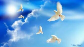 Dove Wallpaper