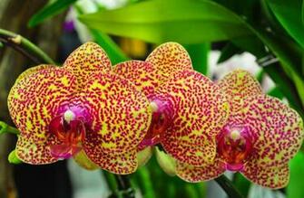 Exotic Flower Wallpaper