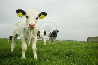 Cute Cows New Photos Funny And Animals