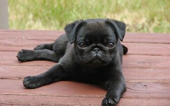 Cute Pug Wallpaper HD Pw