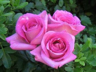 Roses Bouquets Wallpaper