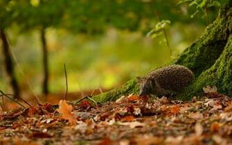 Cute Hedgehog Wallpaper For Desktop Laptop Mobile