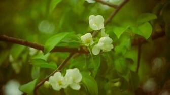 Spring Apple Flowers Mac Wallpaper