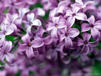 Color Therapy Lilac Flowers Purple Cupcakes And