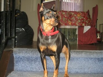 Miniature Pinscher Photos And Wallpaper The Beautiful