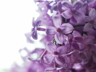 Lilac Wallpaper By Scissorhandsgirl